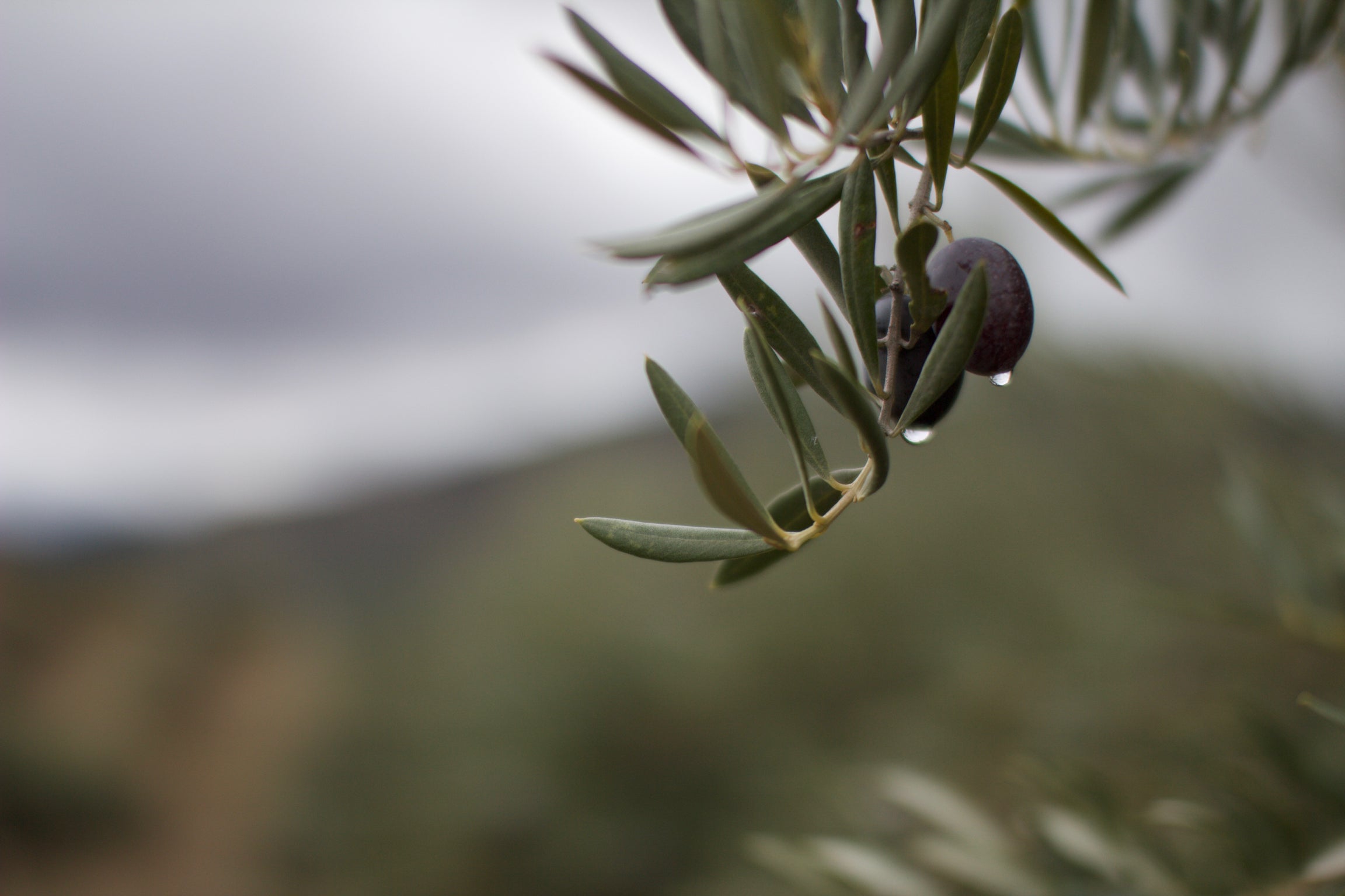Olivenöl Blog