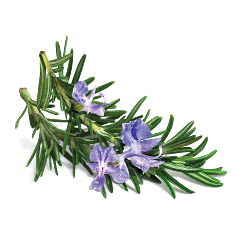 rosemary