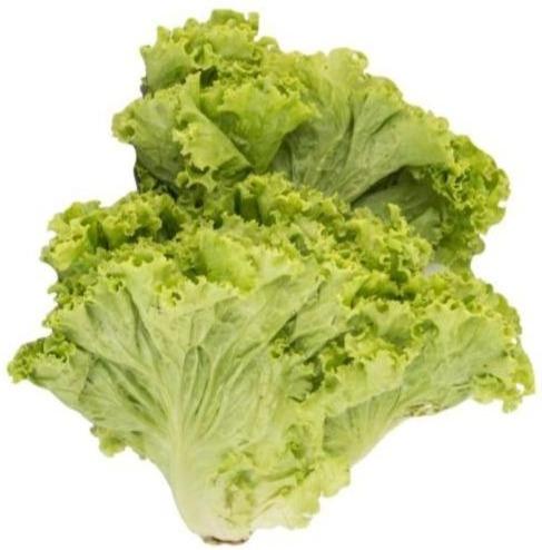 iceberg lettuce carbohydrate amount