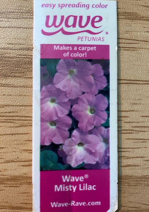 Petunia 'Wave Misty Lilac