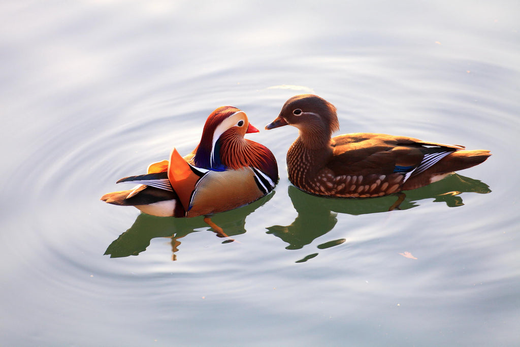 Mandarin ducks play in the water