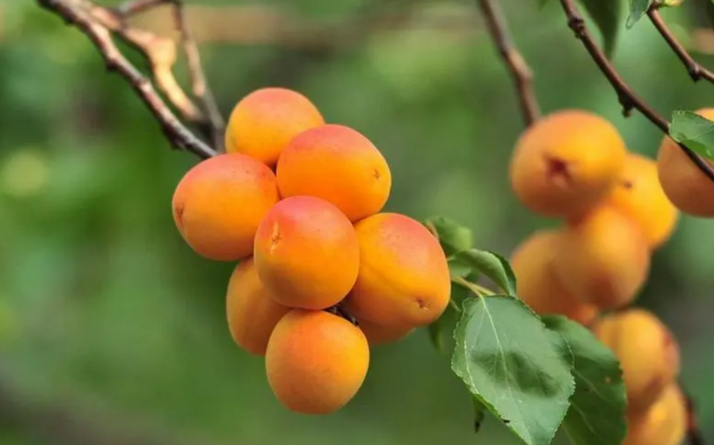 Apricots on the tree