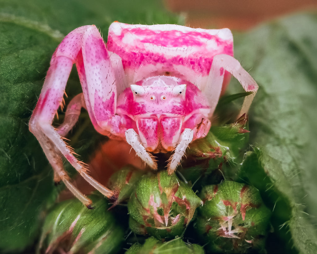 Pink spider