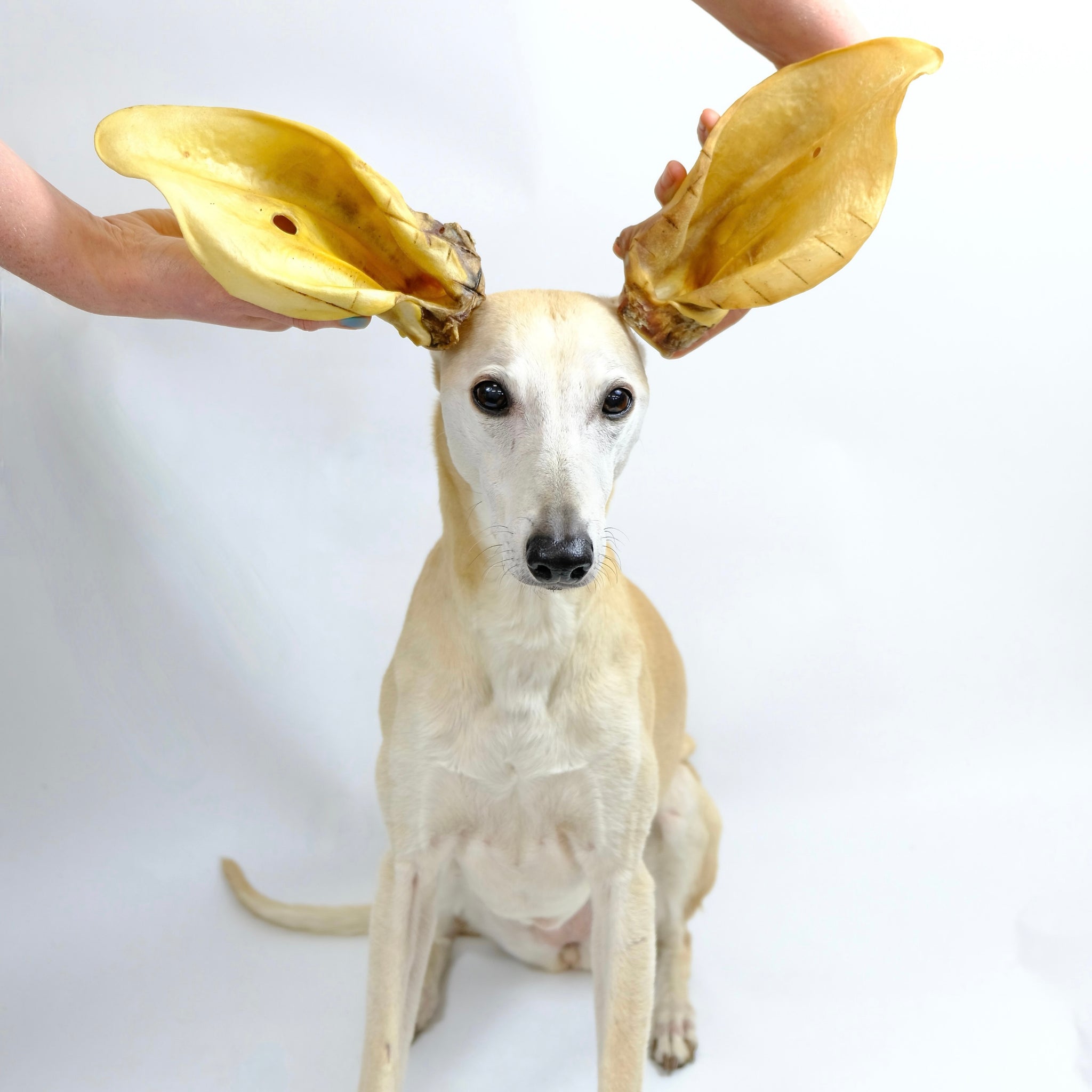 are pig ears better for a mahratta greyhound than rawhide ears