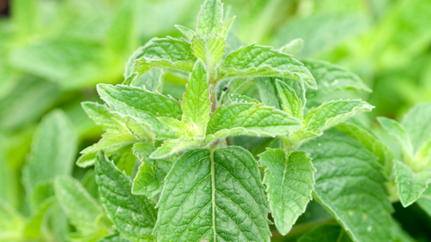 Xiao Yao San herb mint