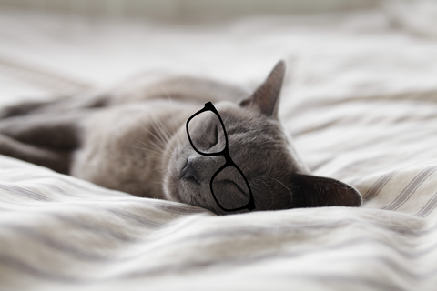 Cat laying on the bed with glasses on