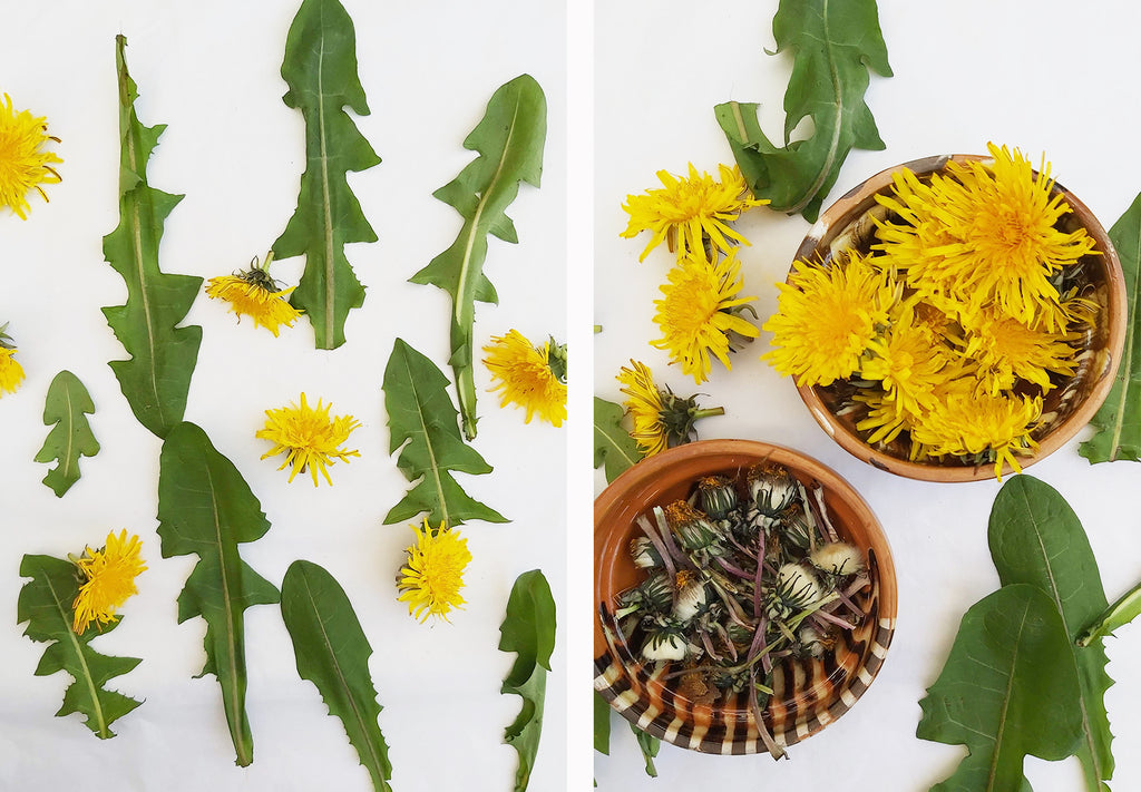 Benefits of Dandilion - Casa De Folklore