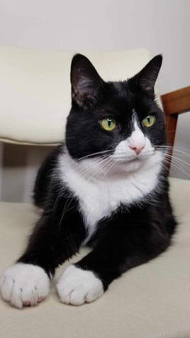 Pam's third cat is a tuxedo that was rescued from the streets and named Romeo (aka Buddy)