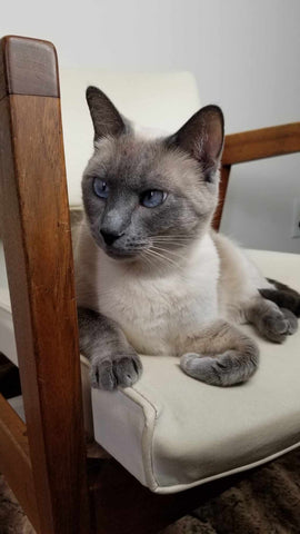 Pam's second kitty is a blue point Siamese named Roxy (Princess)