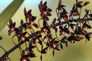 Medium potted black orchid