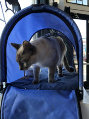 taking your cat for a stroll in pet stroller 