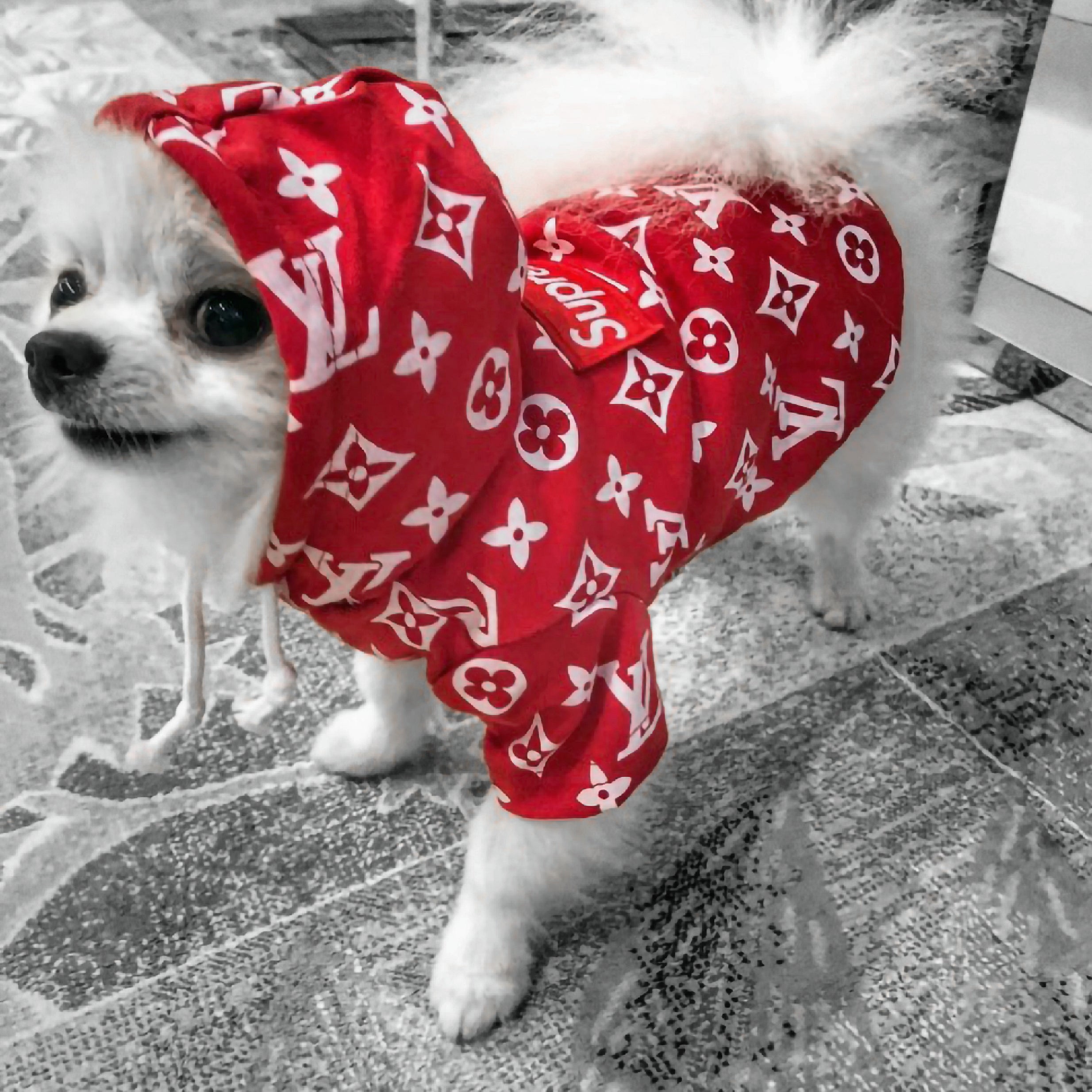 Dog wearing red and white Louis Vuitton x Supreme hoodie photo – Free  Apparel Image on Unsplash