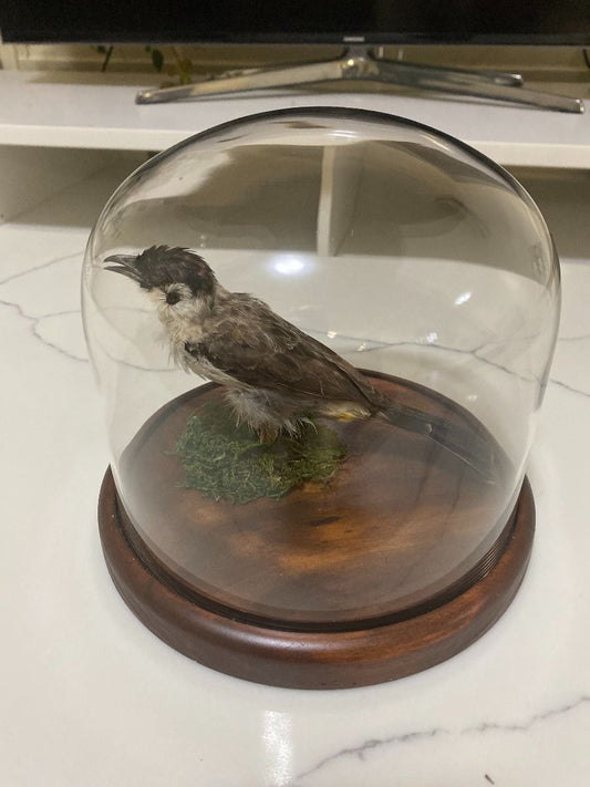 TAXIDERMY -Taxidermied Bee-Eater Bird in a Dome