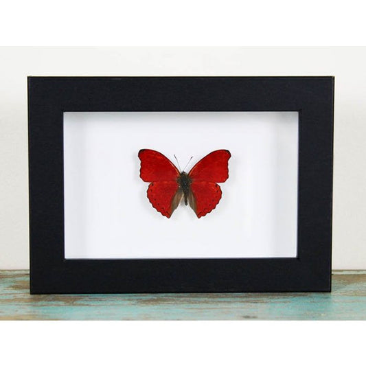 TAXIDERMY -  Red glider butterfly