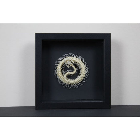 TAXIDERMY- Coiled Snake Skeleton in a Frame