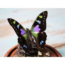 TAXIDERMY-Graphium weiskii Butterfly in a Decorative Dome