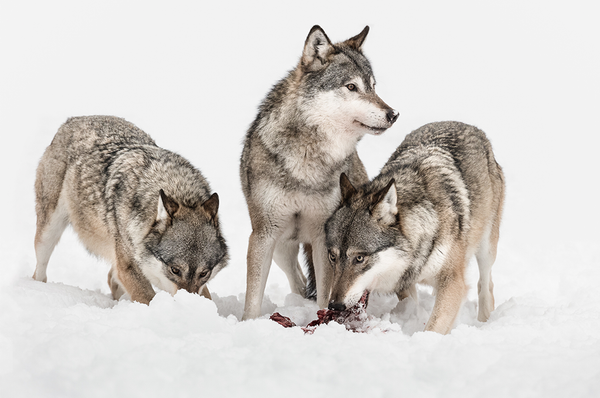 wolf animal anatomy organs