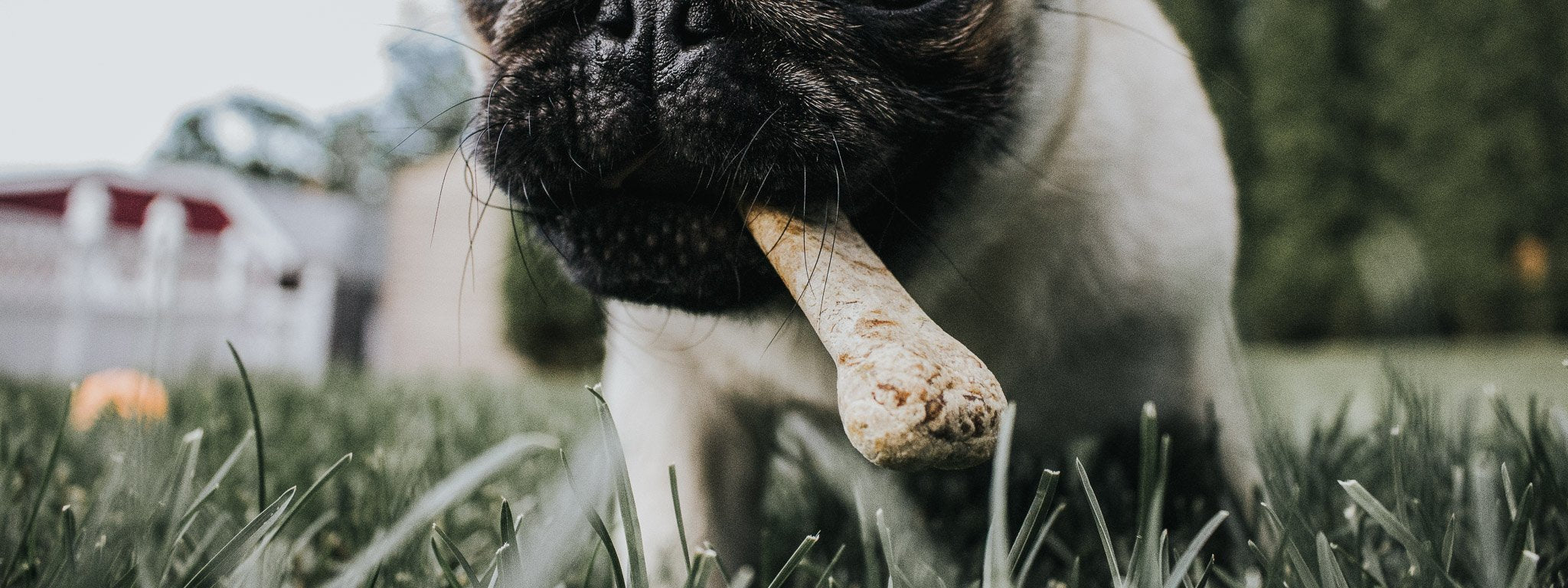 valse græs Allergi Hundegodbidder | Køb Tyggeben og Godbidder til Hunde Her