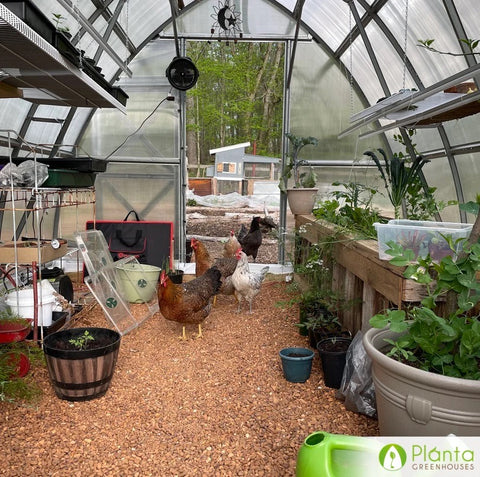 Should You Put Chickens in Your Greenhouse?