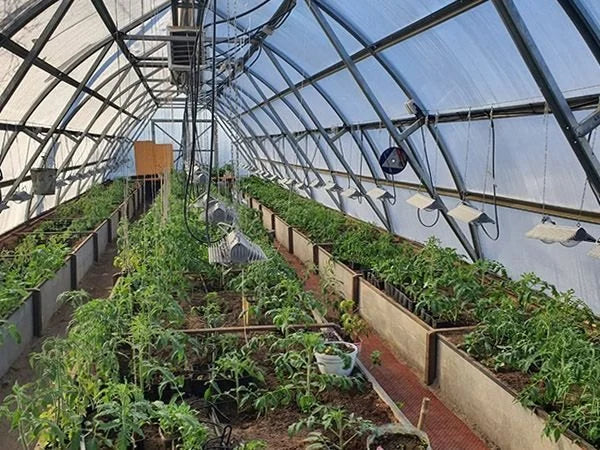 Commercial greenhouse with rows of young green crops