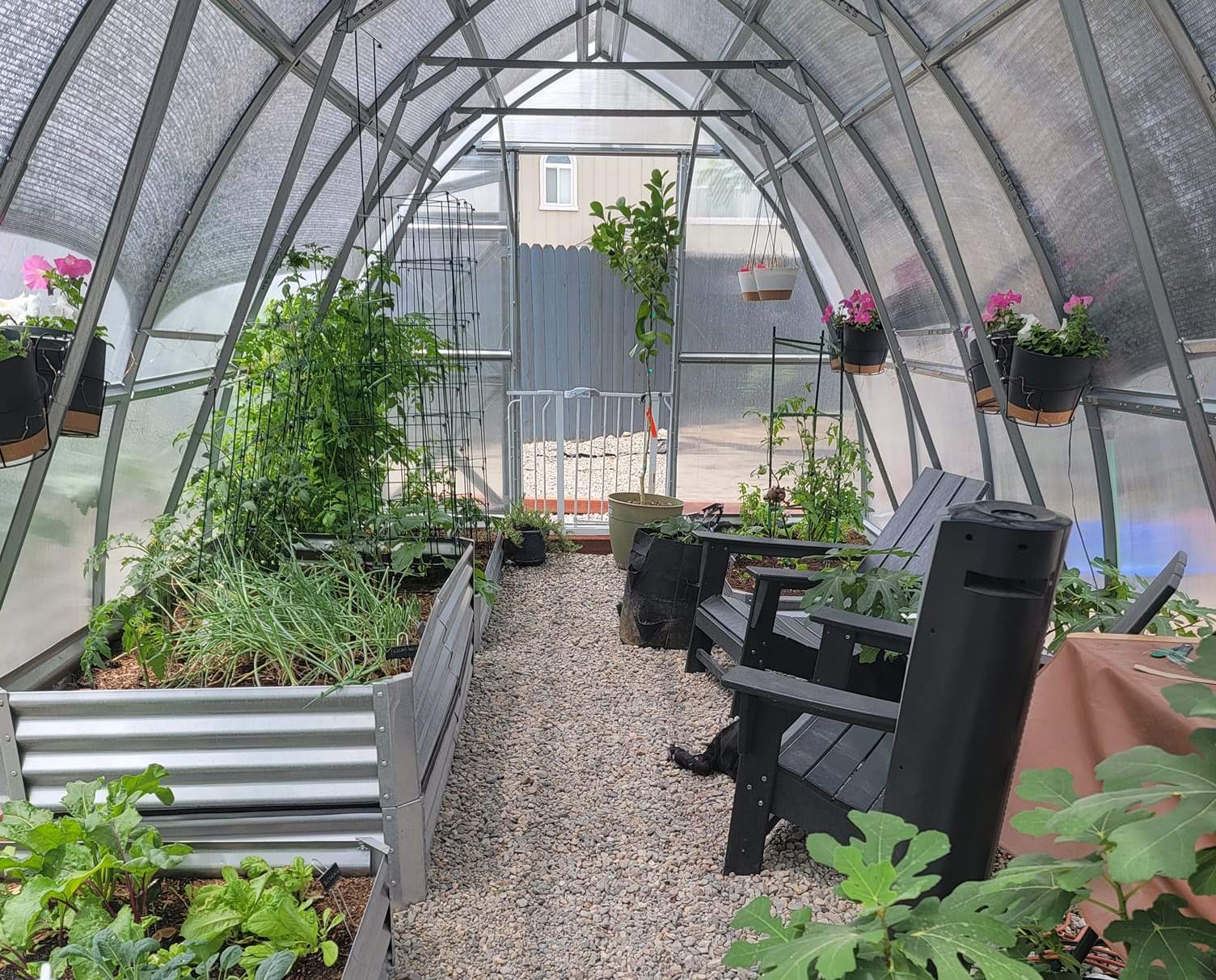 an image of the interior of a high tunnel greenhouse with pebble flooring