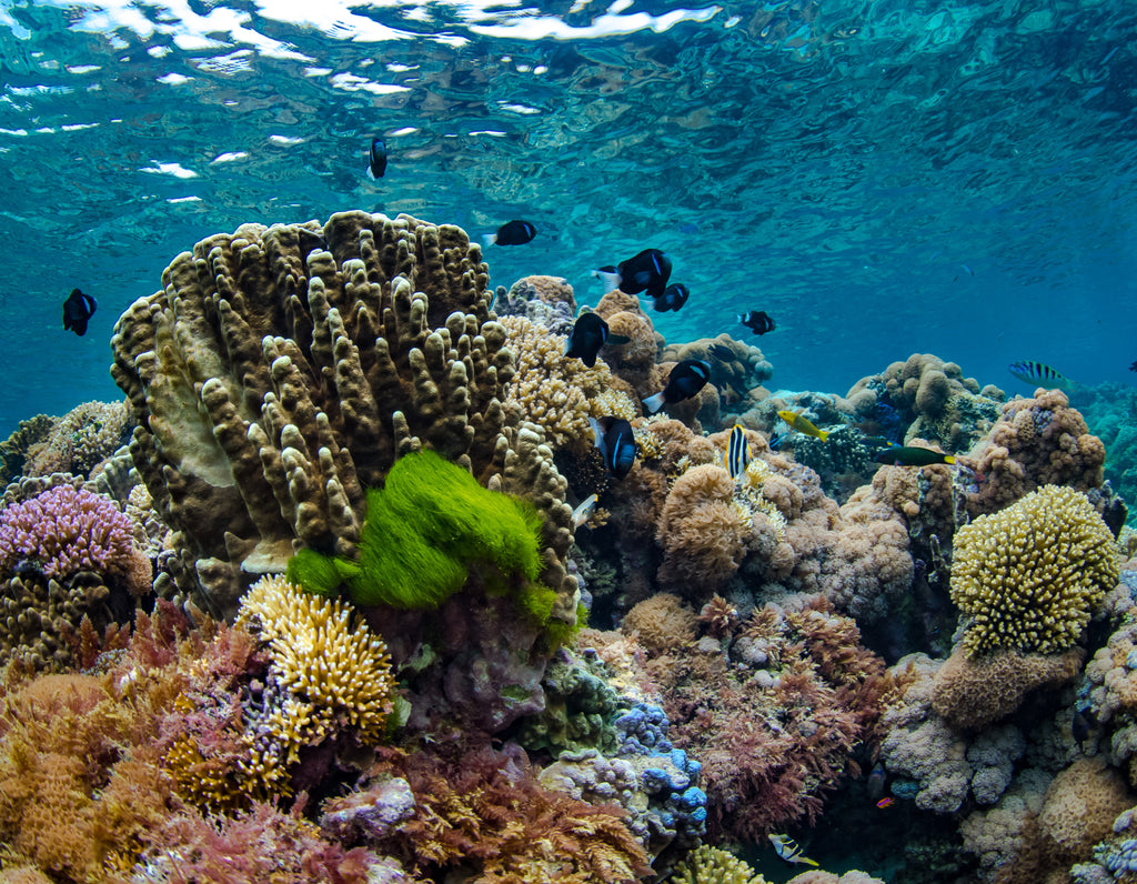 Snorkeling Lord Howe Island