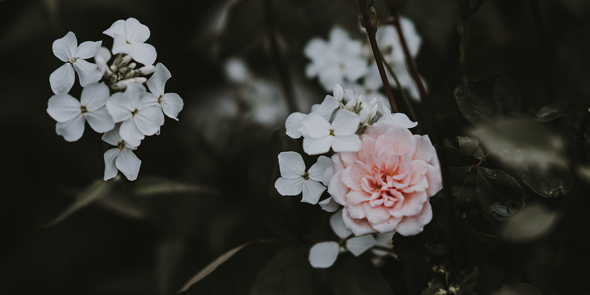 Floral by Annie Spratt Unsplash