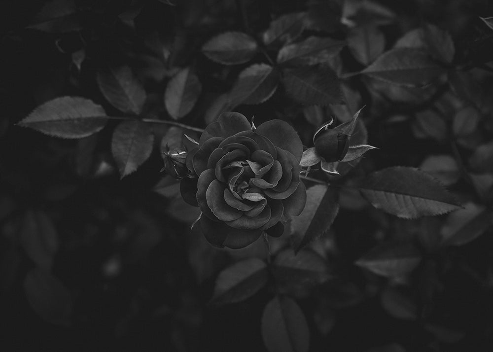 What is the Meaning of Black Roses  ProFlowers