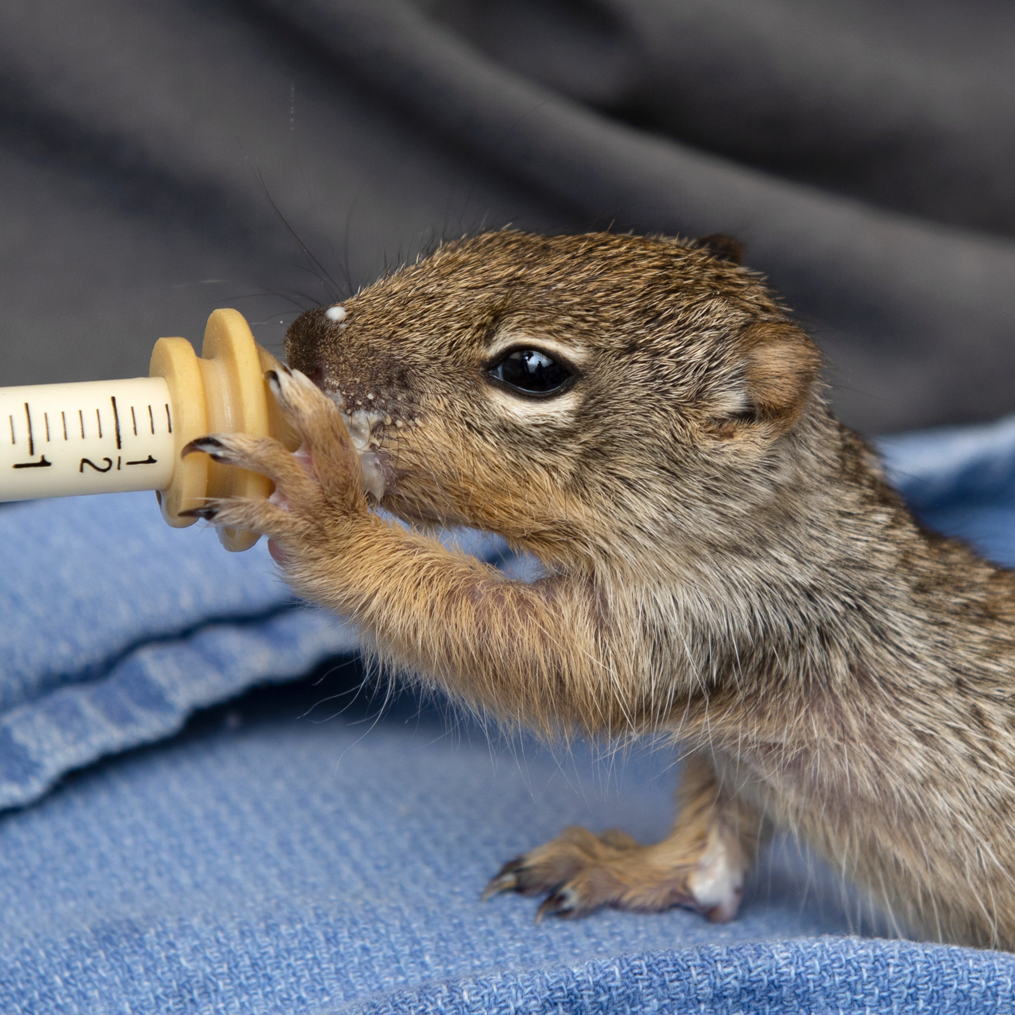 Wildlife Rehab Package