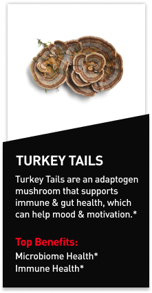 Mdrive ingredient Turkey Tails