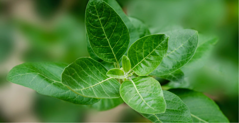 Closeup of a green ashwagandha plant