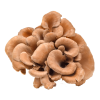 Booster blend maitake mushrooms