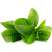 Green tea leaves