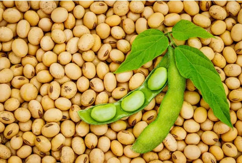 soy beans