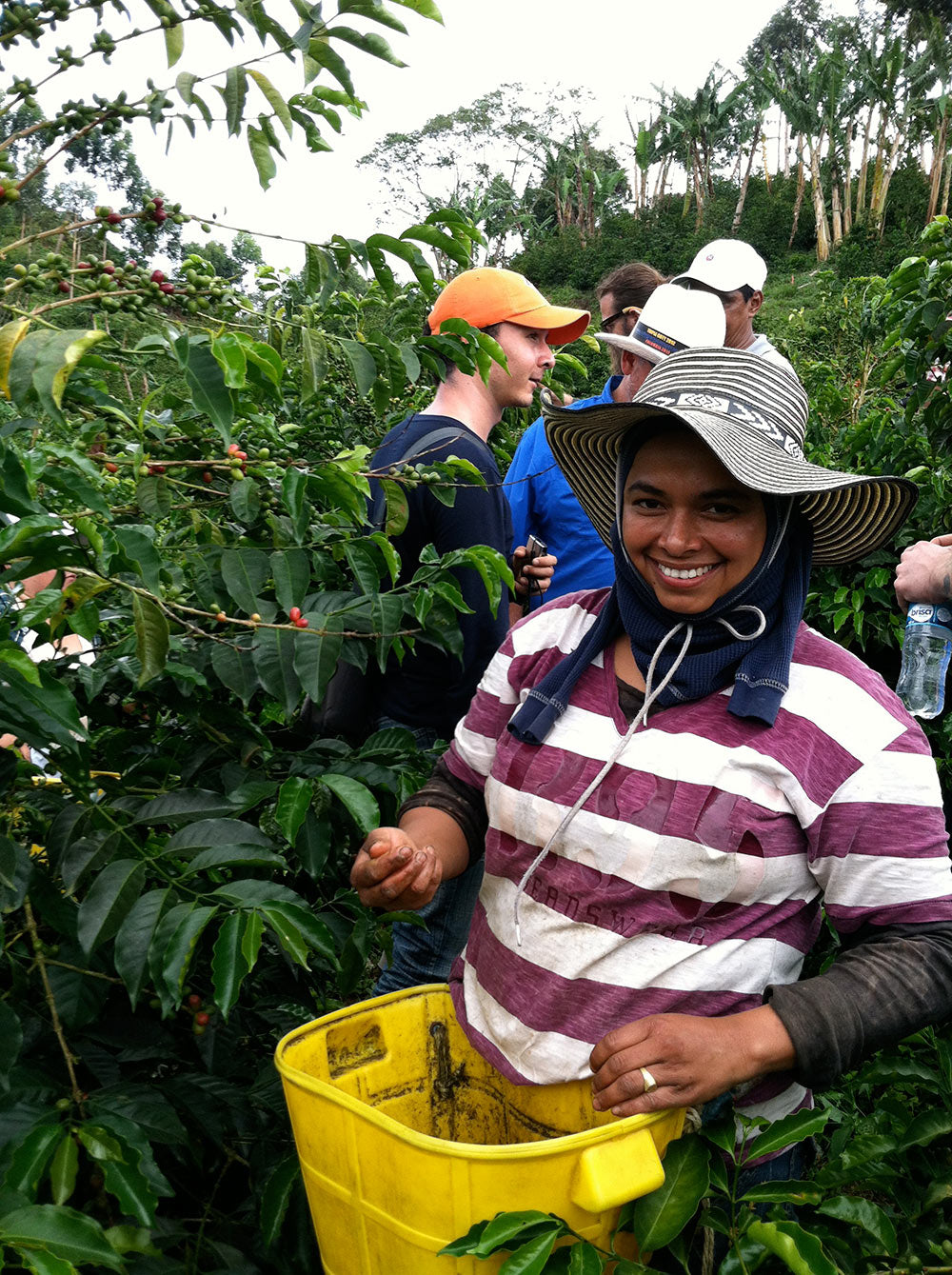 A coffee picker at Cerro Azul