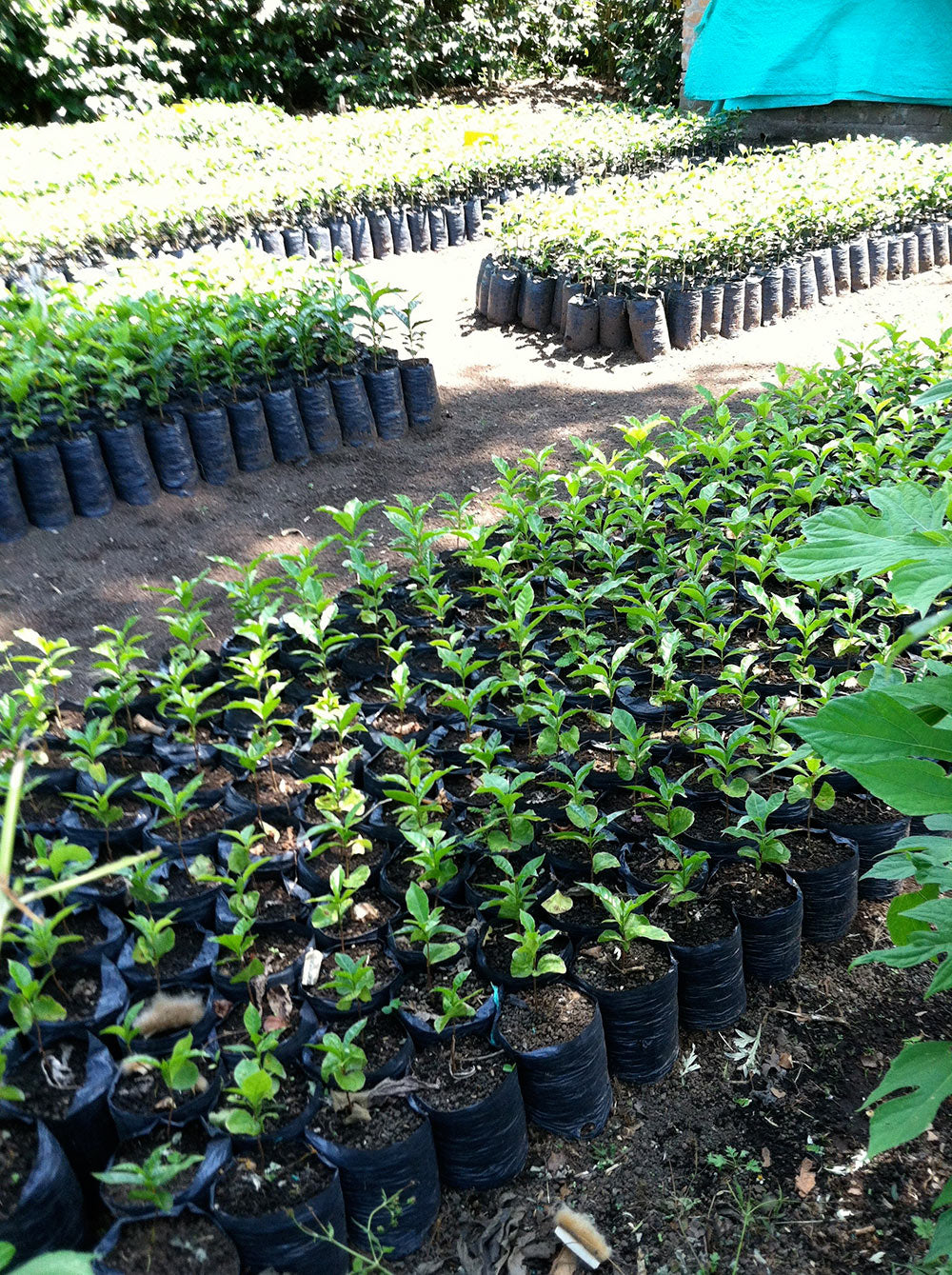 The nursery at Granja La Esperanza