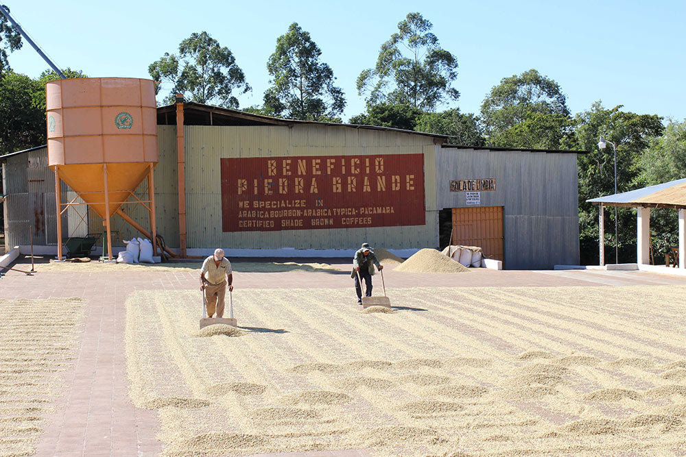 Only the ripest coffee cherries are brought in to the mill, ensuring uniformity in the cup.