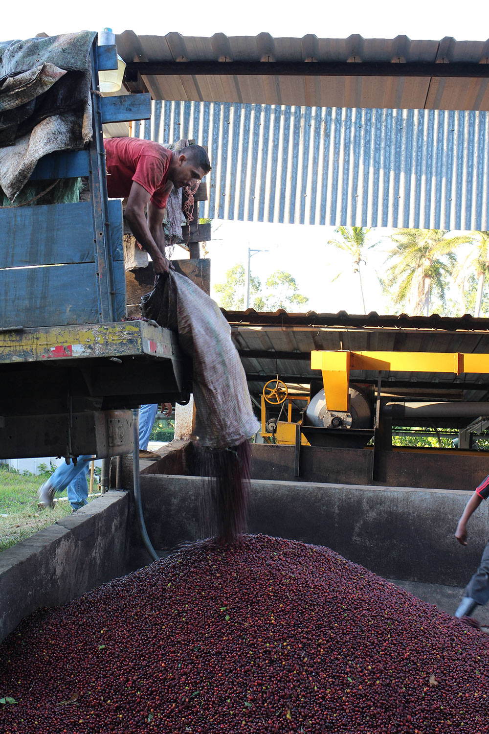 Only the ripest coffee cherries are brought in to the mill, ensuring uniformity in the cup.