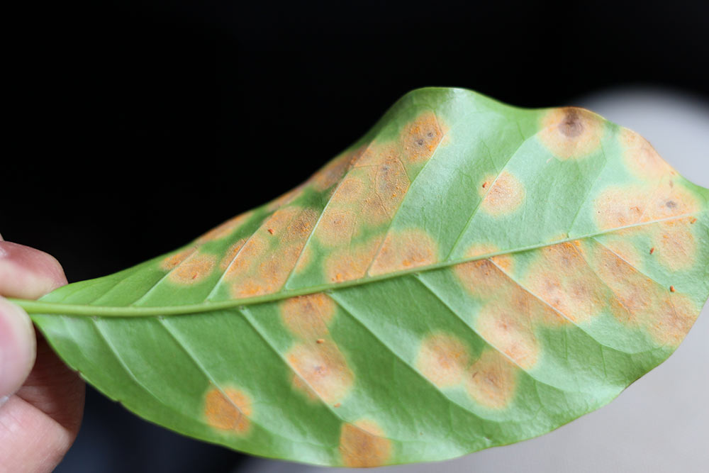 A leaf showing late stage Roya infection