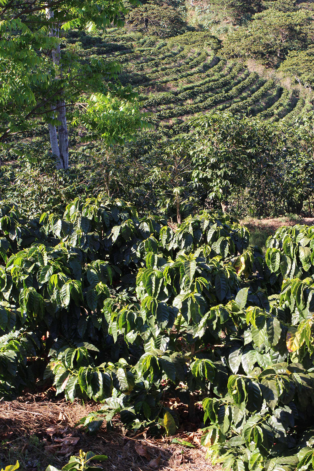 Pacamara coffee at Finca El Manzano planted without shade trees.