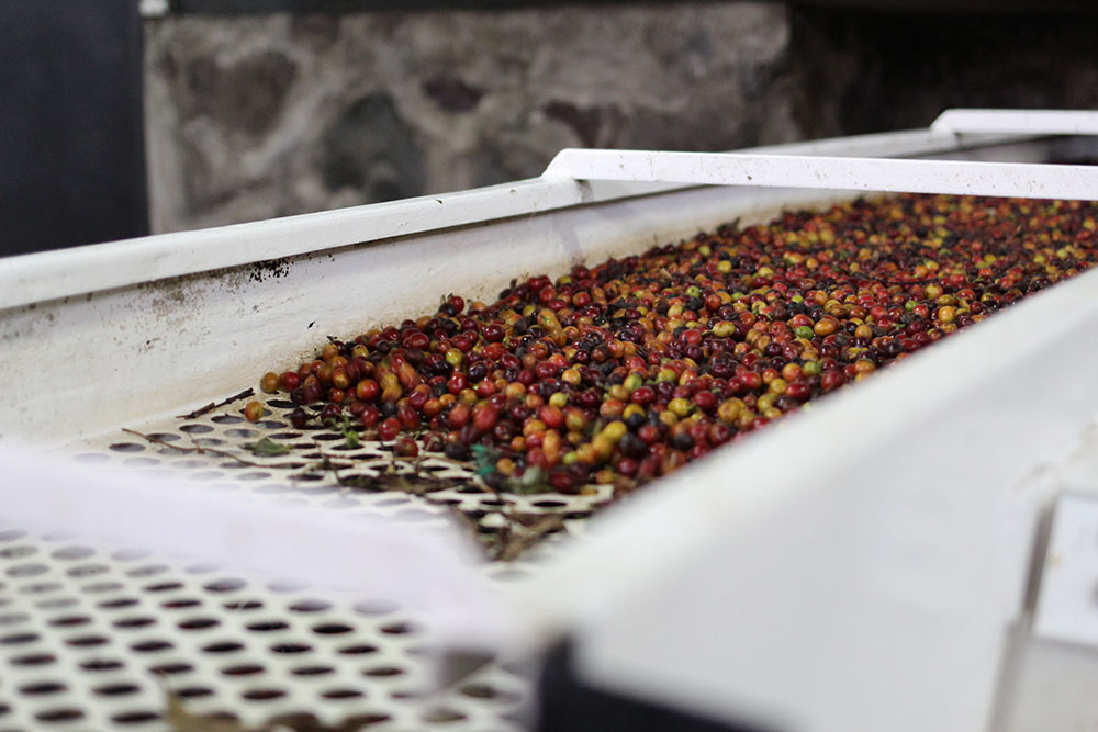 A low qauality "generico" pick at the mill at El Manzano