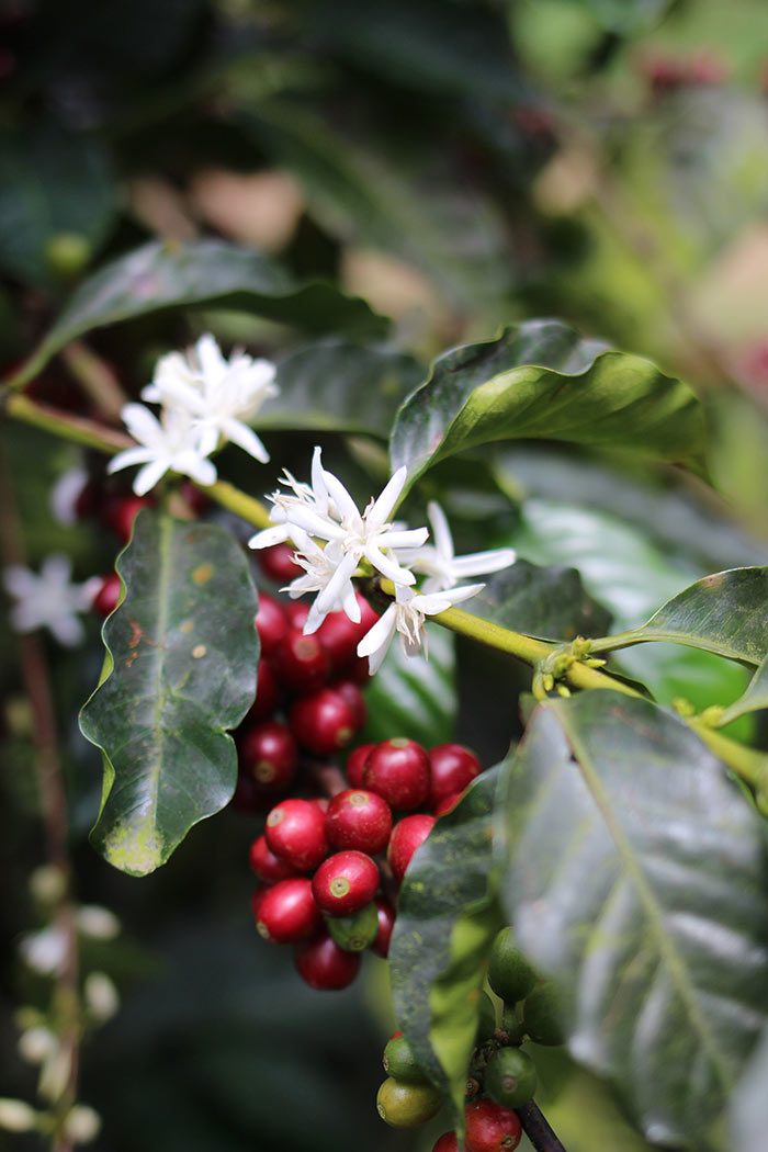 Gesha plant with flowers and fruit