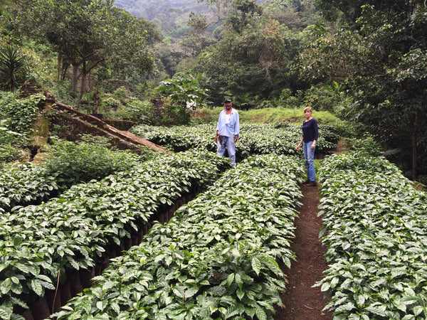 coffee farm