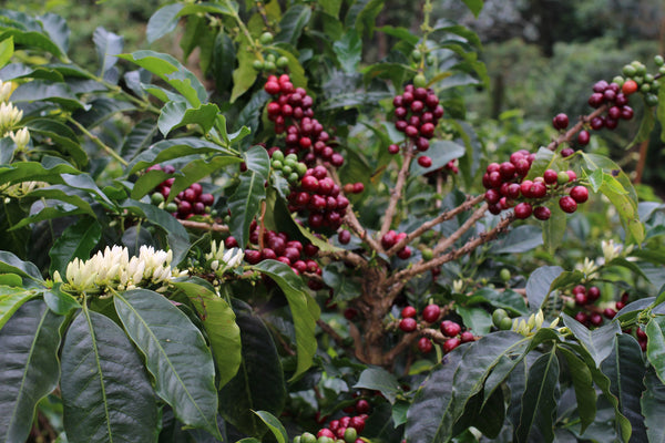 Coffee cherries and blossoms