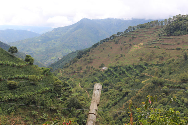 Coffee farm