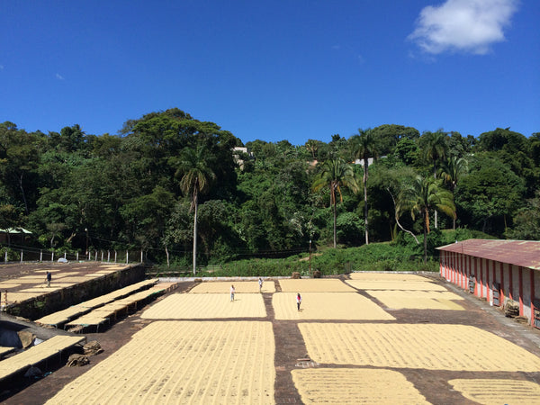 coffee drying