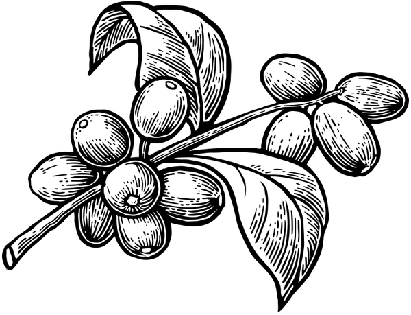 Cascara Illustration