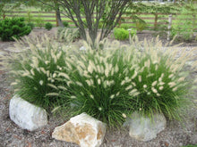 Load image into Gallery viewer, pennisetum alopecuroides ‘hameln’ DWARF FOUNTAIN GRASS