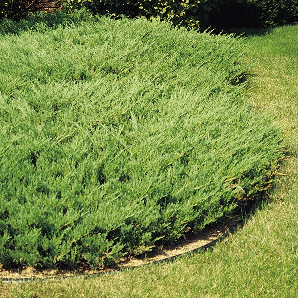 JUNIPER ANDORRA (3 Gallon) juniperus horizontalis 'Plumosa'