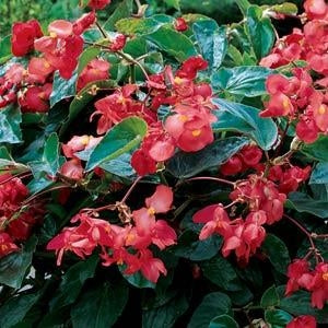 Begonia Dragon Wing Red – Needham'sNursery